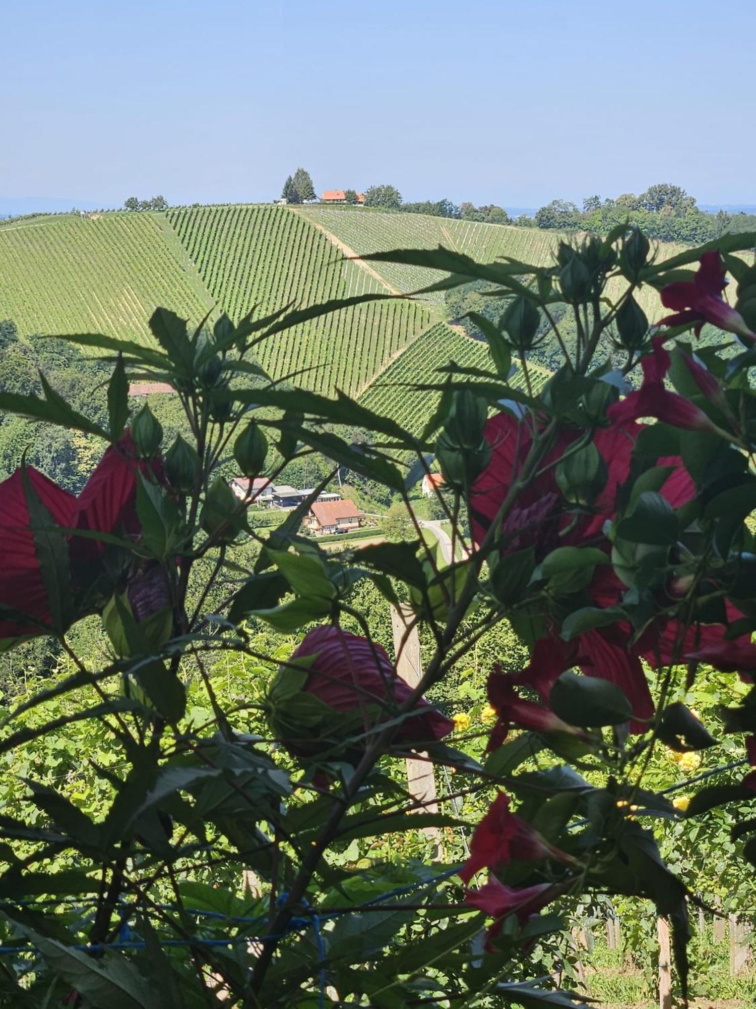Agroturism Jures Villa Ljutomer Kültér fotó